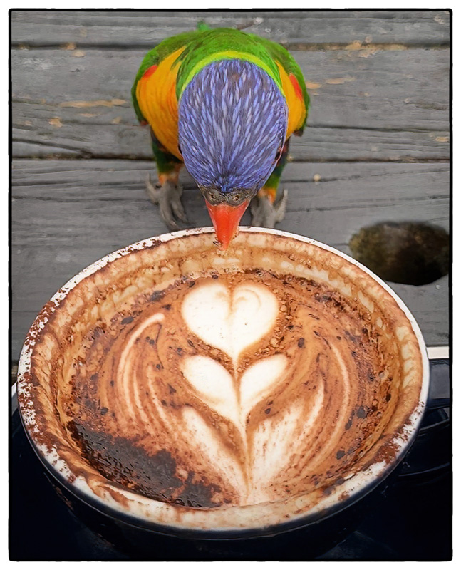 Lorikeet Coffee Aficionado at Bread, Espresso &, Thirroul NSW