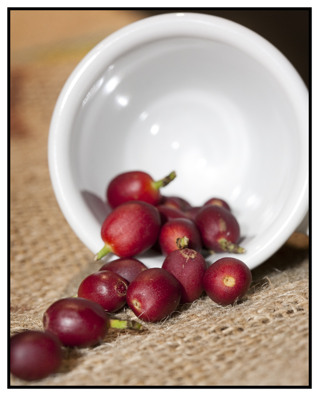 Coffee Cherries